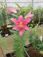 [4222 Aya Sophia No01.JPG]